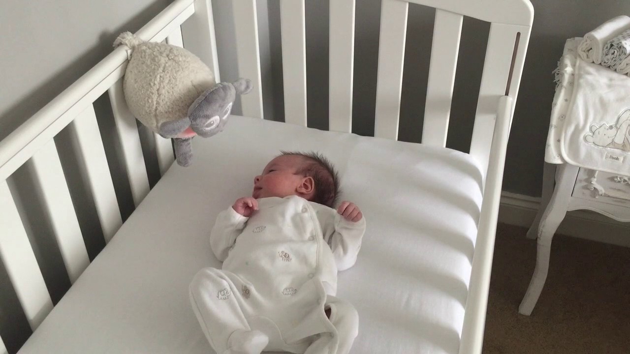 sweet dreamers sheep