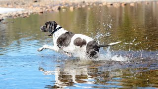 Common Health Issues in Pointer Dogs An Overview