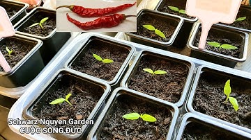 Cách ươm ớt dễ nhất cực nhanh nẩy mầm không cần ngâm ủ hạt