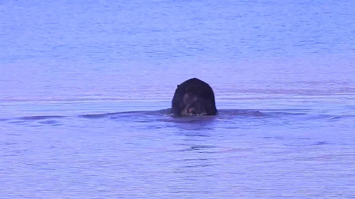 2022 08 20 bear fisherman