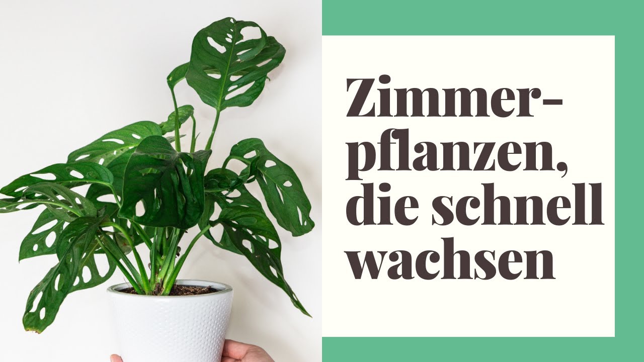 5 Zimmerpflanzen, die sehr schnell wachsen YouTube