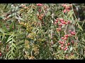A Tale Of Two Peppercorn Trees Szechuan And Sansho 