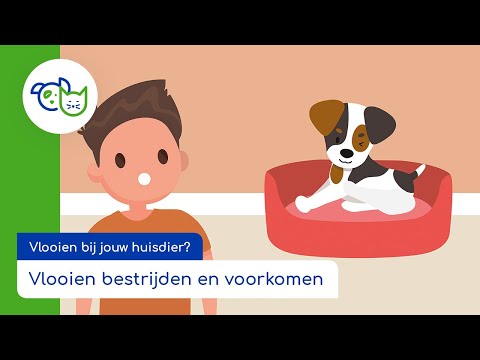 Video: Hoe Een Hond Te Genezen Van Vlooien?