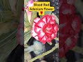 Blood Red in Adenium 🌹#adeniumcare #adeniumdesertrose #adeniumgarden #adeniumlover
