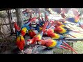 Memberi makan burung Scarlett macaw di kebun