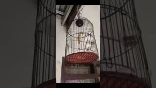 PLECI DAKUN BUKA ISIAN COCOK BUAT MASTERAN PLECI MANIA