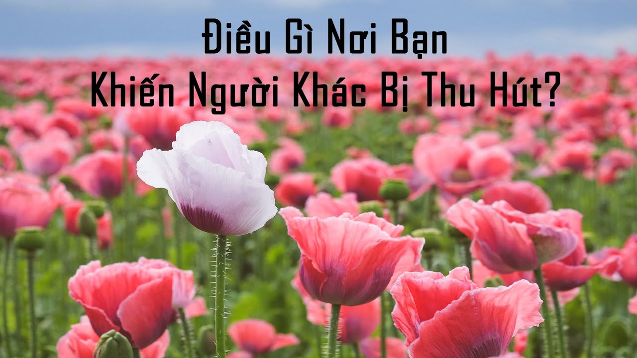 Điều Gì Nơi Bạn Khiến Người Khác Bị Thu Hút?