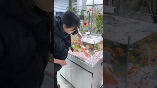 The fish tank got completely cleaned just by dropping tissue paper in it #shortsvideo