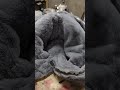 gray teddybear plushsuit finished
