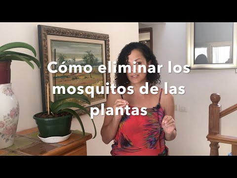 Video: Cómo Lidiar Con Los Mosquitos En Las Plantas De Interior