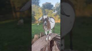 Some Of The Sier Goats