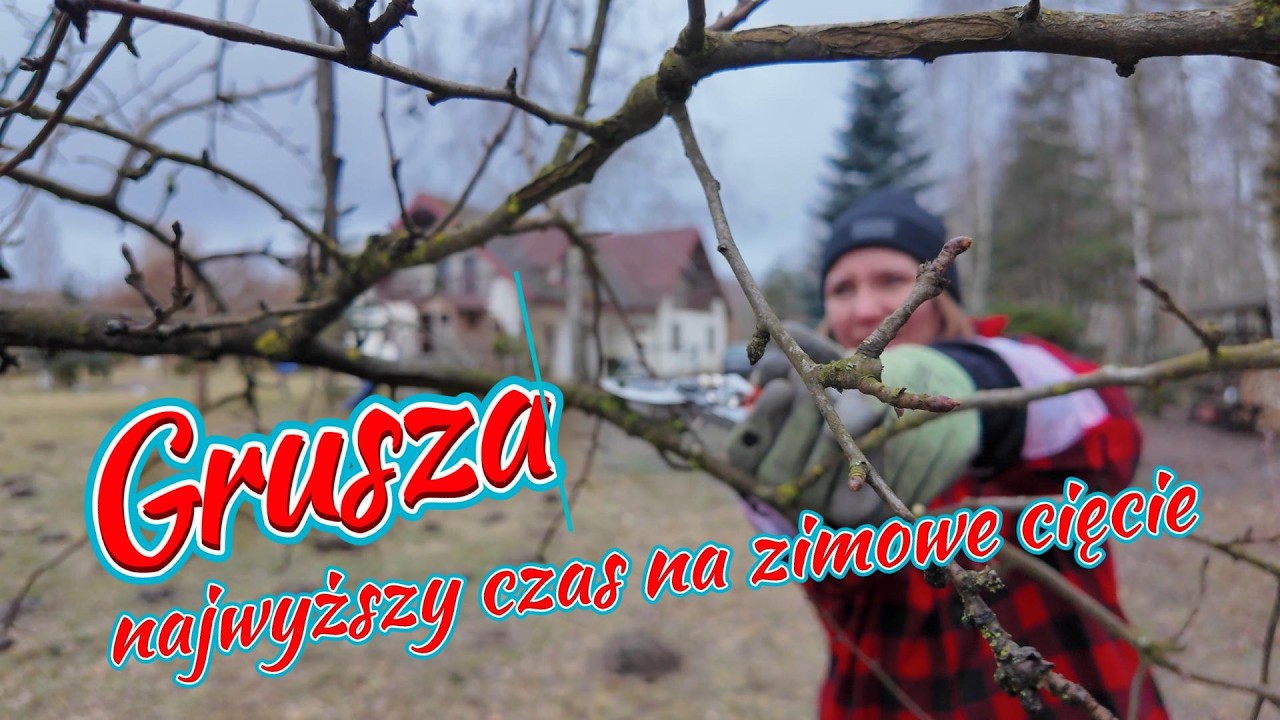 Grusza - cięcie i ochrona