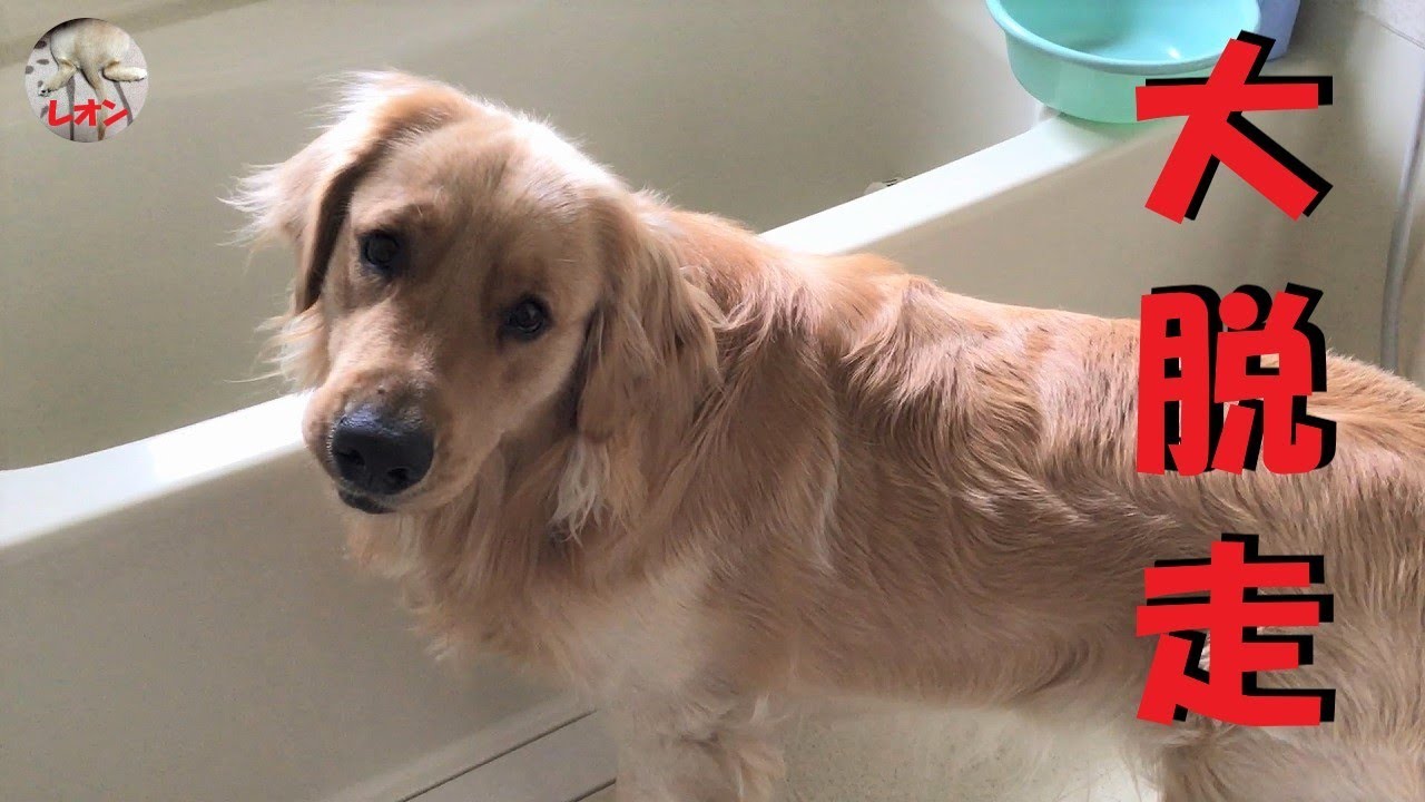 ゴールデンレトリバーが足を引きずる びっこ足 三回目の捻挫 Golden Retriever Leon Youtube