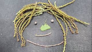 Sapl Free Play Friday Outside Ii