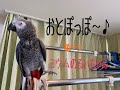 おとぽっぽ〜♪ 歌う ヨウムのるいちゃん
