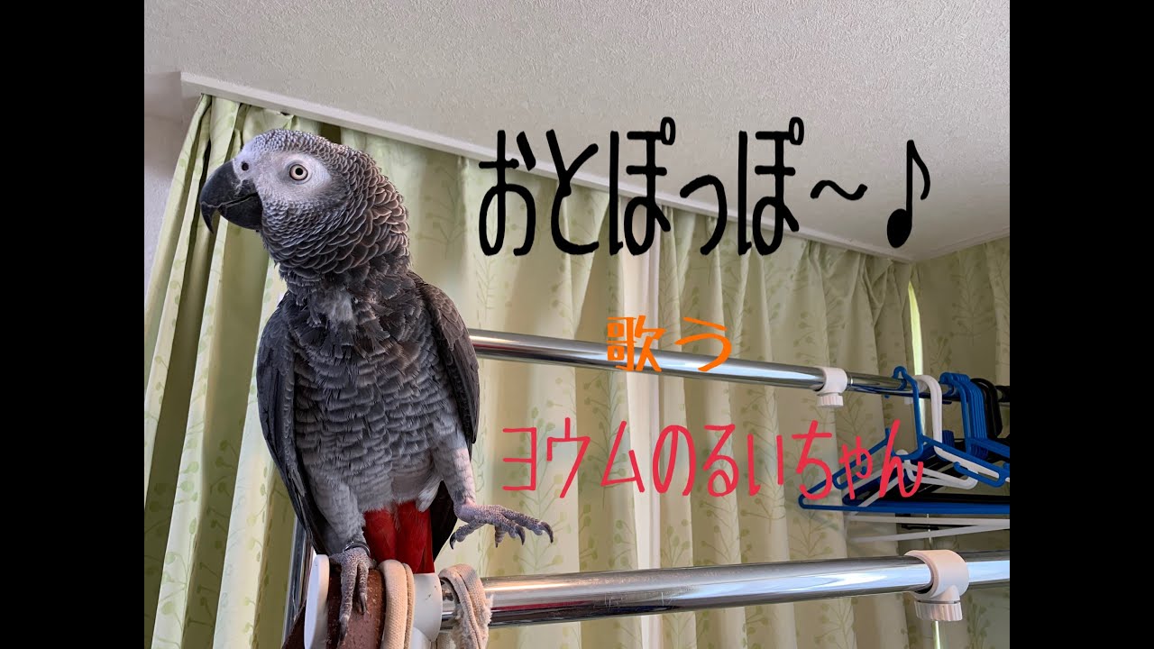 男 と色っぽく歌う大型インコ ヨウムが話題に 時遊zine