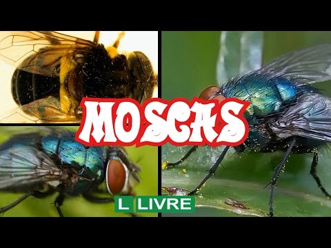 Vídeo: Robber Fly Informações - Aprenda sobre as moscas ladrões em jardins