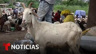 Un carnero con 5 cuernos sorprende en Nigeria | Noticias Telemundo