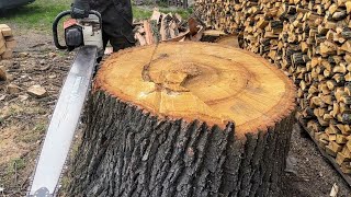 Chopped a Stump in Search of Treasure