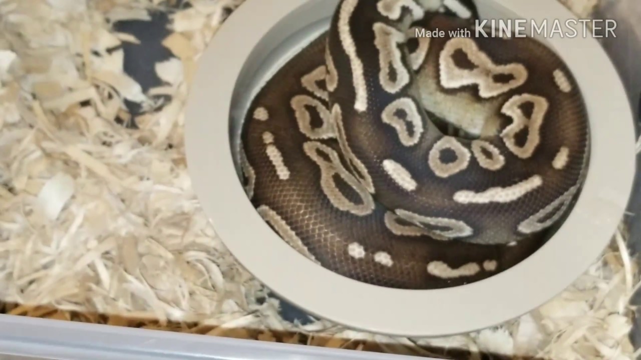 morphemes pdf Vlog#42 WOW ALL SNAKES & Becky is Sick :(