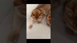 इस बिल्ली को इसके मालिक ने घर से निकाल दिया।🥹 #cat #emotional