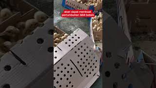 Pakan Tepat Bibit Bebek