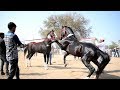Mega Ashwa show Breeding Stallion horse ring show 2018
