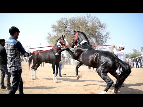 वीडियो: घोड़ों का बाग