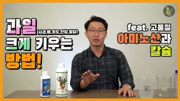 과일 크게 키우는 방법! 사과, 배, 포도, 단감, 밀감 크게! 아미노산과 칼슘 활용