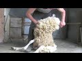 How to Blade Shear a Sheep Full Version