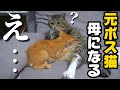 子猫におっぱいを吸われて母性が芽生えてしまう元ボス猫