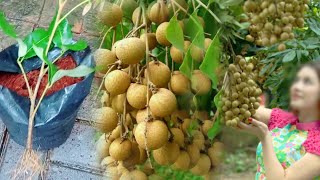 How To Grow a Longan Tree From Stem Cuttings For Beginners