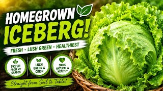Homegrown Iceberg Lettuce 🌿 Fresh, Lush Green & Healthiest Harvest from My Garden!