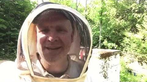 A swarm of bees moved into an empty hive