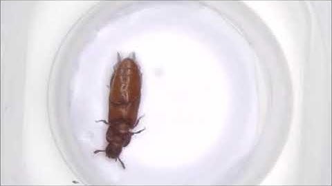 A chitinase with two catalytic domains is required for organization of the cuticular extracellular