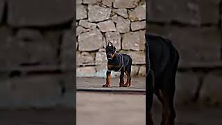 Powerful Doberman Transformation: From Pup To Protector | Doberman Dog | Doberman Police