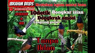 Kretekan MURAI BATU. Dongkrak emosi 10DETIK langsung gacoor!!