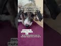 #donate the PayPal link in the bio for treatment #
