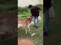 Gau Seva Hi Sabse Badi Seva hai || #shortsvideo #shortsviral #shortsfeed #youtubeshorts ||