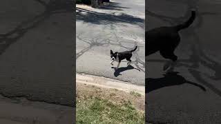 Two dogs are roaming waters edge they look like pits, both have collars. #wichita #downtown