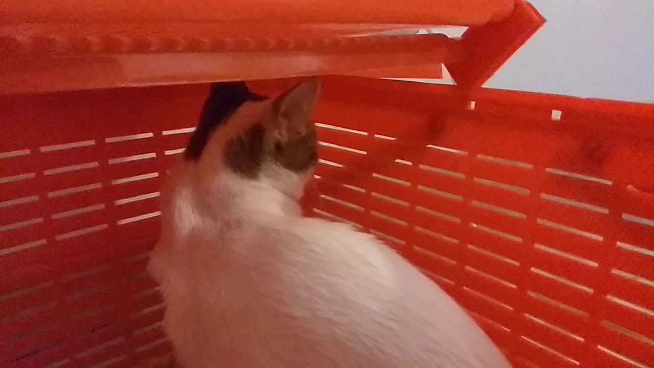 Catto the cat scared of sleeping kitten! 