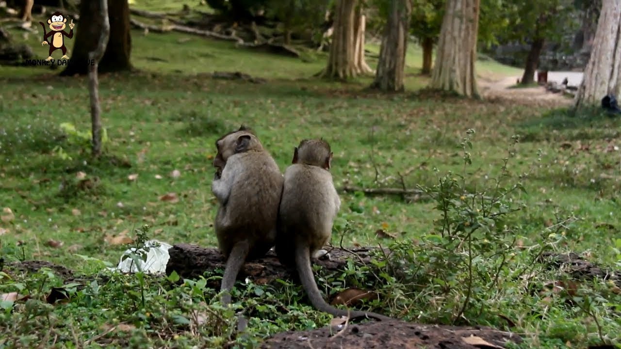 Amazing monkey group meeting near Angkor Wat