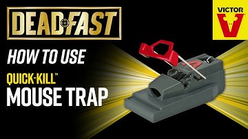 How To Use Deadfast Quick Kill Mouse Trap