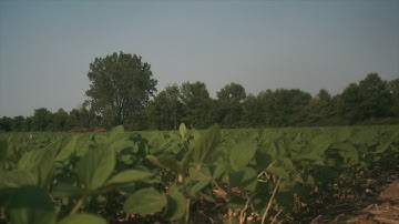 Soybean Timelapse