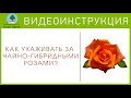 РОЗЫ. Видеоинструкция от Питомника "Сады Урала"