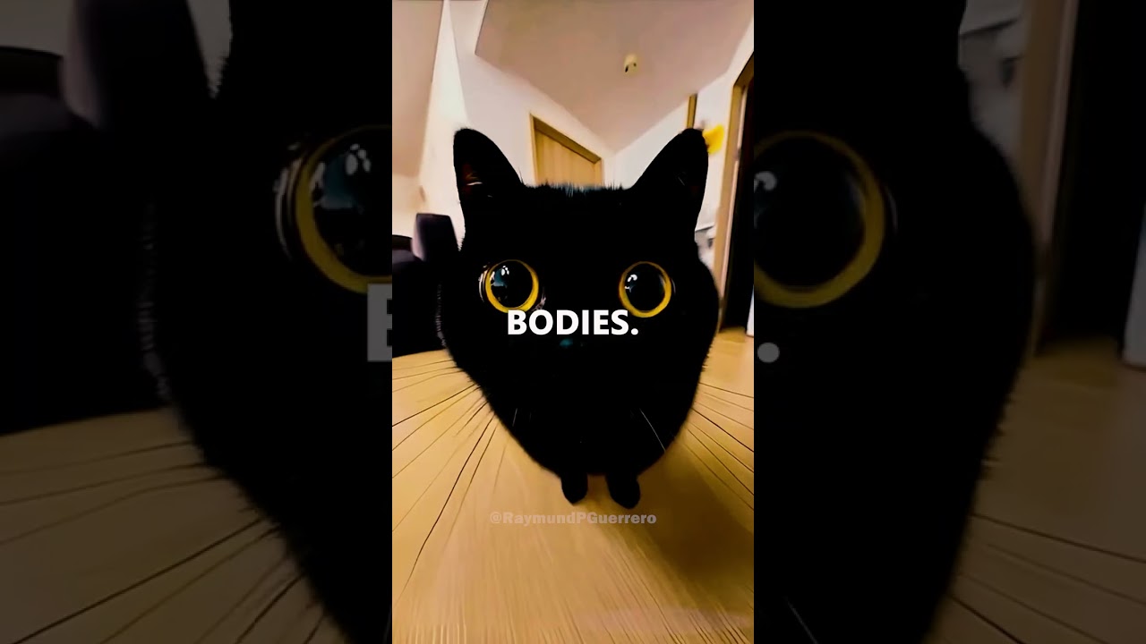 🐱💀 Cats Can Predict Death—Science CONFIRMS! 🤯 