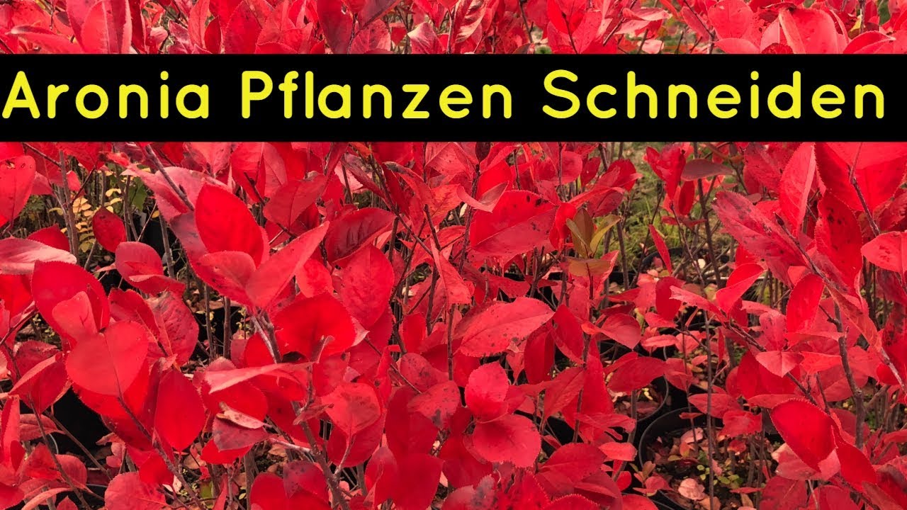 ⭐⭐ Aronia Pflanzen schneiden so schneidet man Aronia Pflanzen richtig