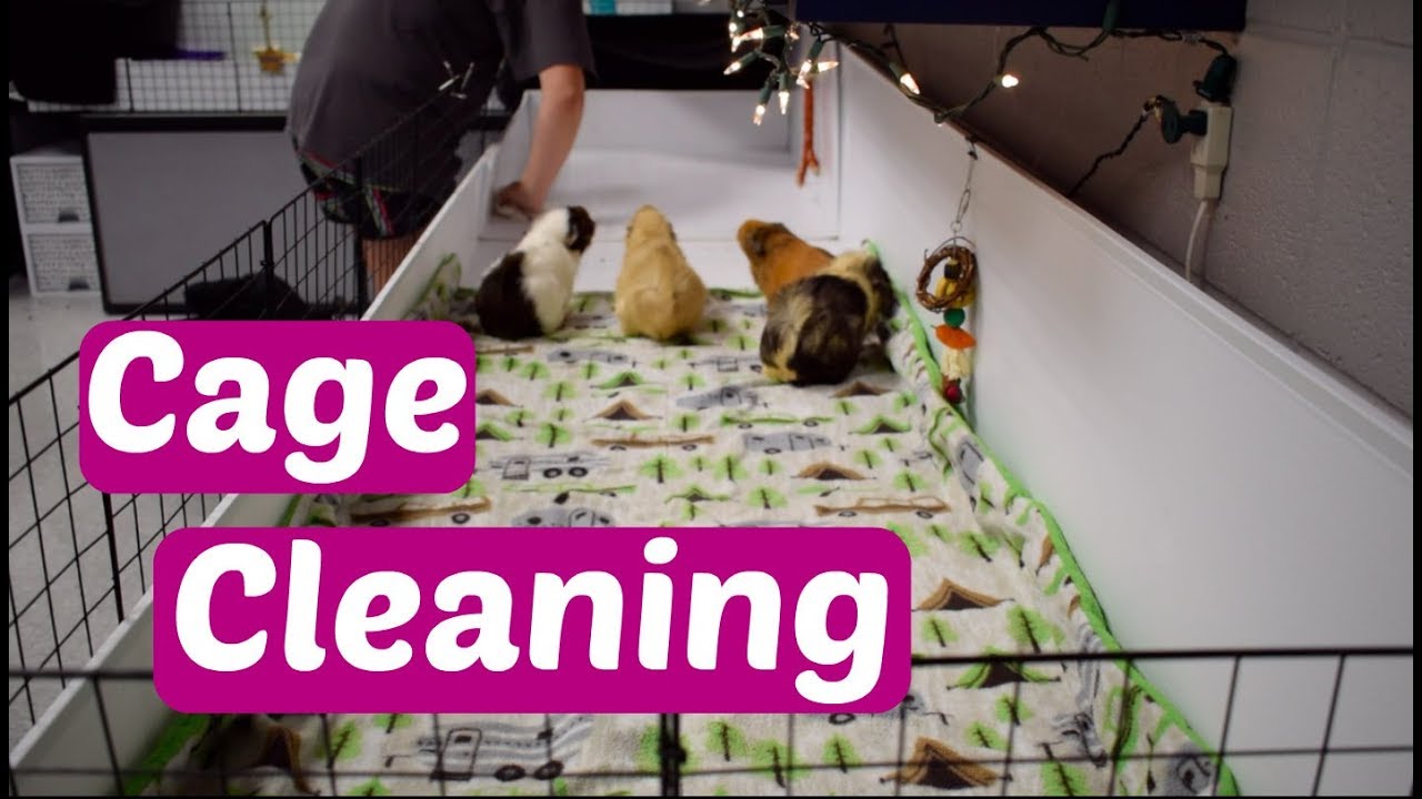 Cleaning Cages for 6 Classroom Guinea Pigs YouTube