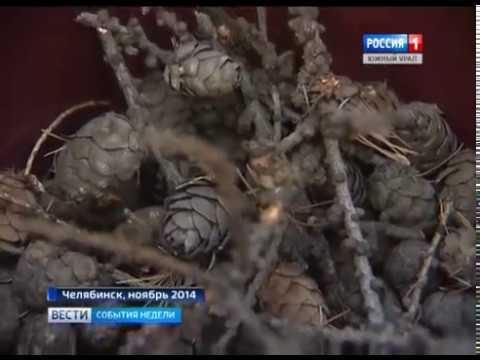 В Челябинске высаживают даурские лиственницы