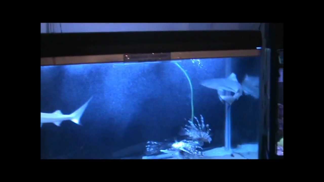 atm near me Octopus Fight